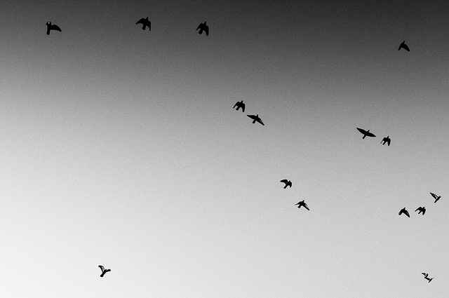 foto di Linosalento in Creative Commons